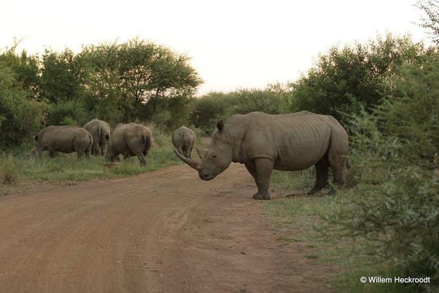 Group of Rhinos in Pilanesberg